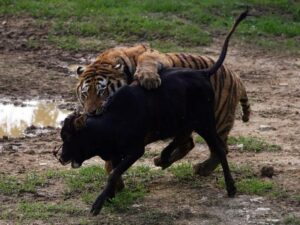 Тигр схватил теленка фото